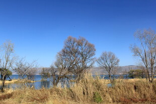 湖畔枯树与蓝天美景