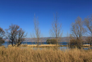 湖畔枯黄草木蓝天景致