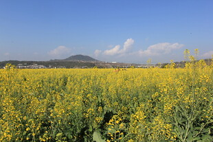 金黄油菜田与远山蓝天