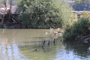 河畔野鸭嬉戏的自然景象