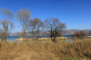 湖畔枯树与草地的风景