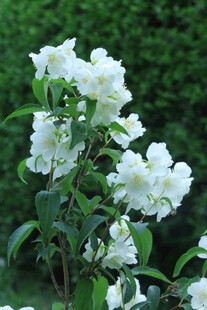 欧洲山梅花  