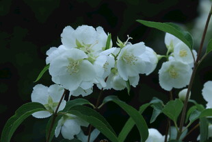 欧洲山梅花 