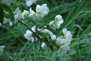 欧洲山梅花 