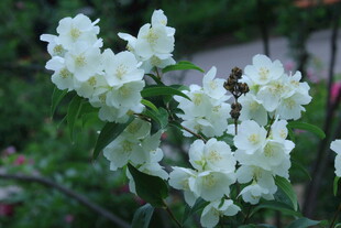 欧洲山梅花 