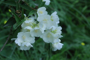 欧洲山梅花 