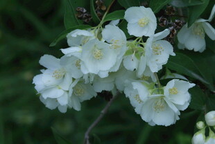 欧洲山梅花 