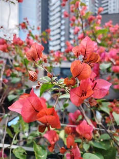 三角梅