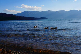 湖畔畅泳的人与狗