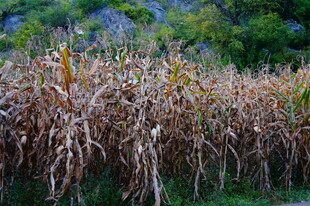 秋日成熟的金黄玉米田