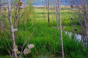 河畔绿意盎然的植物景观