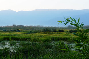 田园湿地风光美景