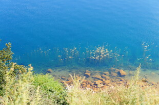 湖畔绿植与清澈湖水景致