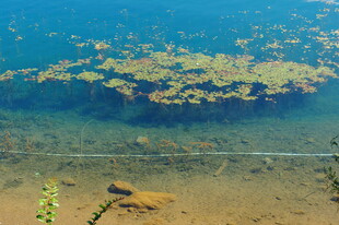 水下景观 漂浮植物与石块