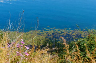 湖畔野花与碧蓝湖水