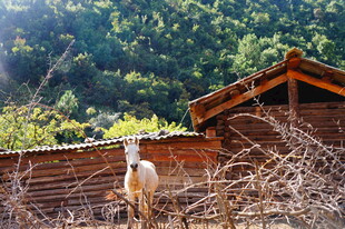 木屋旁的羊与繁茂山林