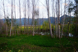 林间绿野 远山近景风光