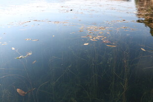 平静湖面漂浮着枯叶