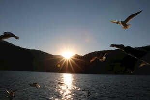 夕阳下飞鸟掠过波光湖面