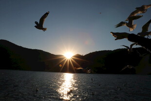 夕阳下飞鸟掠过波光湖面