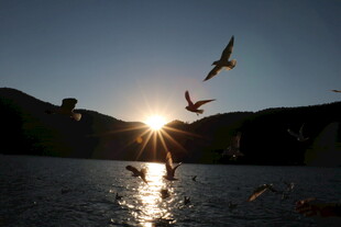夕阳下飞鸟嬉戏于湖面