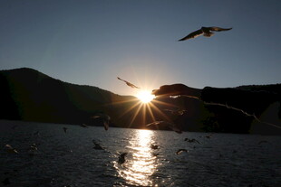 夕阳下飞鸟于湖面翱翔