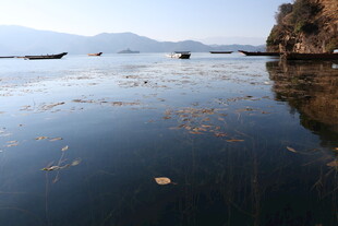 平静湖面漂浮着水生植物