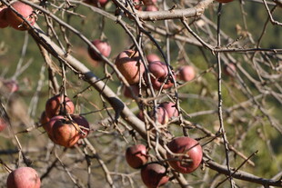 枝头红苹果 尽显秋日风情