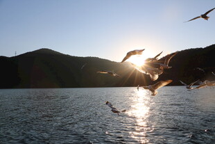 夕阳下飞鸟翔于湖面