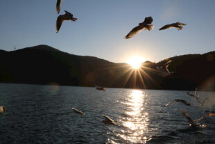 夕阳下飞鸟掠过波光湖面