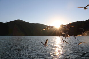 夕阳下飞鸟掠过平静湖面