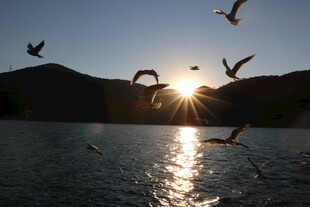 夕阳下飞鸟掠过波光湖面