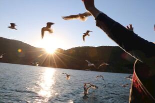 夕阳下人与海鸥亲密互动