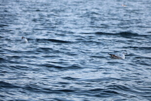 海面波纹与飞翔海鸟