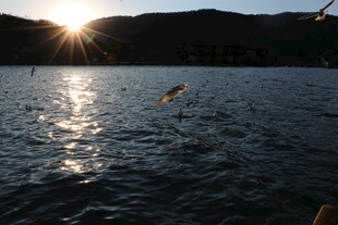 夕阳下湖面飞鸟美景