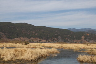 河畔金黄芦苇与远山景色