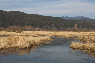 河畔金黄芦苇与远山美景