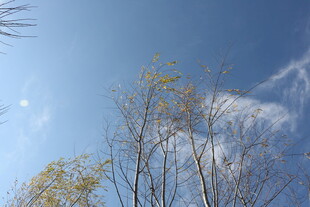 蓝天枯枝间的冬日景致