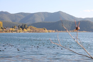 湖畔秋景 远山与飞鸟