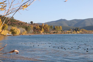 湖畔秋景 飞鸟游于碧波