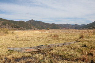 旷野中的枯木与远山景色