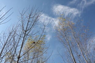 蓝天枯枝间的一抹生机