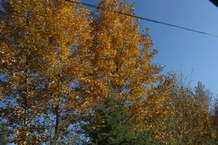 秋日金黄树木蓝天景象