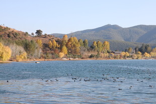 湖畔秋色 群鸟嬉戏于水面