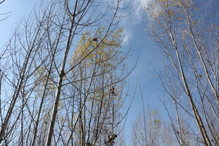 秋日枯树林 蓝天映枝丫