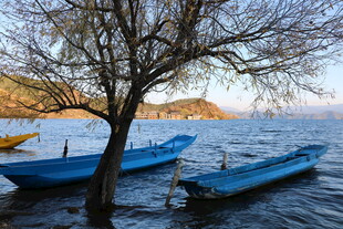 湖畔孤树旁的蓝色小船