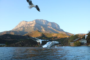 山水间展翅飞翔的海鸥