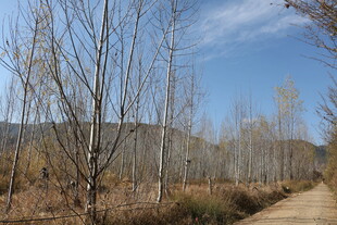 秋日乡间小路 枯树蓝天