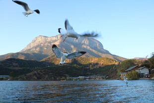 湖畔飞鸟与远山美景
