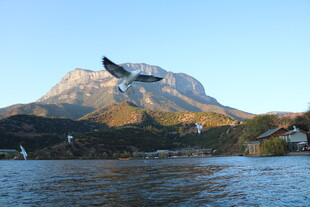 湖畔飞鸟伴远山美景